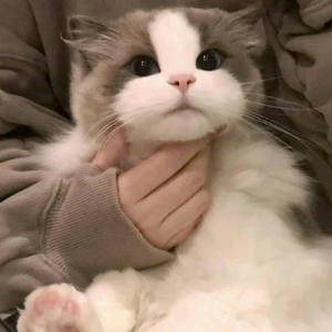 开开！头像