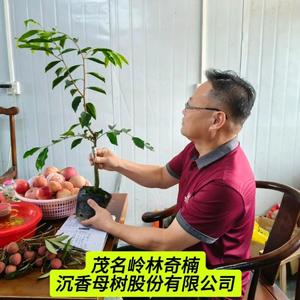 岭林博士头像