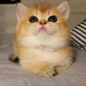 牛奶猫头像