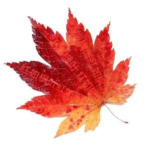 红树枫叶头像