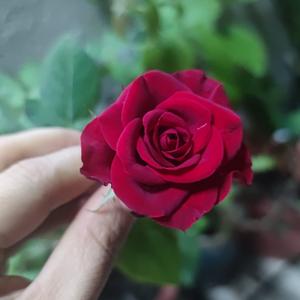 清闲的小红花z头像