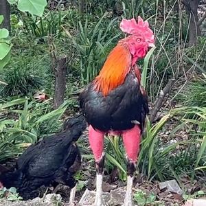 观斗小院头像
