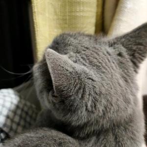 高冷的喵大哥 头像