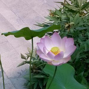 安静虚无头像