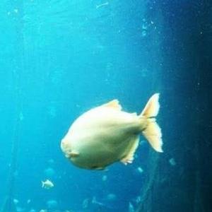 深海咧的一条鱼头像