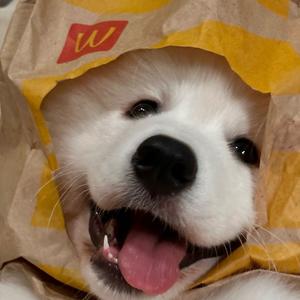 玖肆二五.头像
