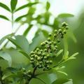 藤椒糊了头像