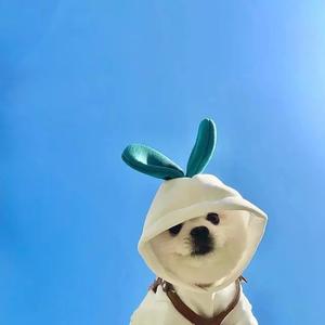 一只小绵杨头像