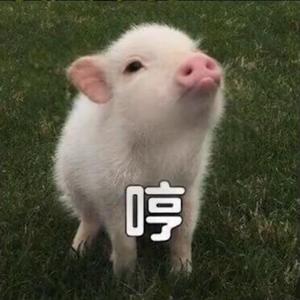 猪哥本猪游戏版头像