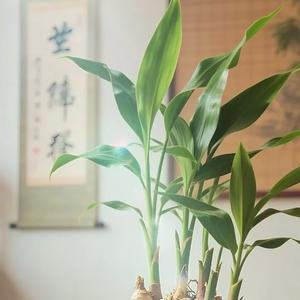 石滩闲适的螃蟹头像