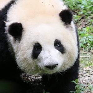 安娜丽丝k头像