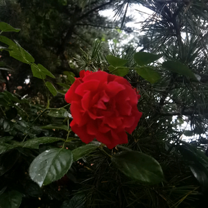 夏日清风头像