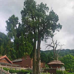 谢小文影视头像