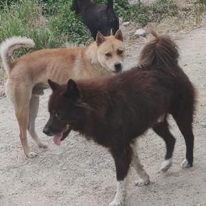 中华田园犬的逆袭