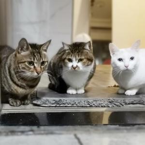老卡仨猫咪头像