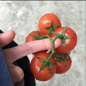 雷电科普菌头像