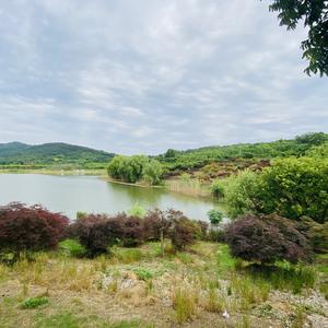 自由原野头像