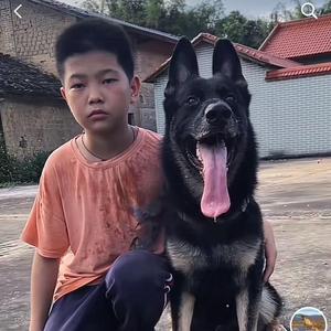 飞一般犬业头像