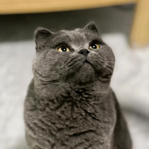 大明大明不害怕头像