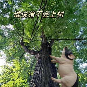 骑猪去撞树头像