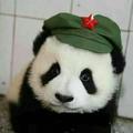 熊猫和朋友们头像