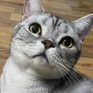 女孩和猫的生活头像