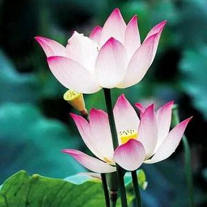 农村老卓头像