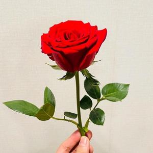 水果哥鲜果头像
