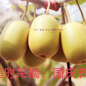 伍洪昭猕中恋头像