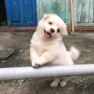 空城影视头像