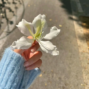 雪.头像