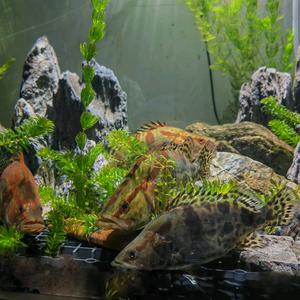 宠物鳜鱼头像