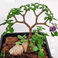 博学多才的国果头像