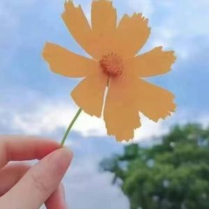 人生如茶头像
