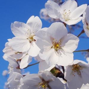寒冬凌霄花头像
