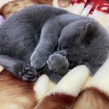 暴躁房东的猫头像