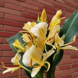 花开之时节头像