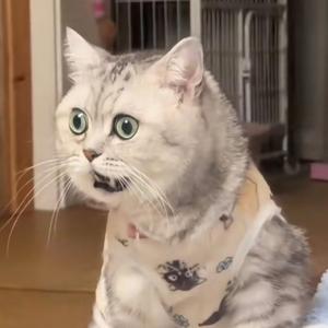 小兔子灰头像