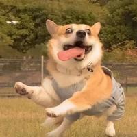 优雅滴犄角旮旯头像