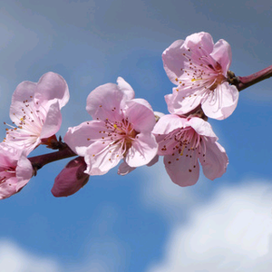 花开富贵114514头像