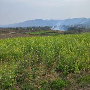 xiangpin1233头像