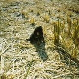 智勇双全一只小胖头像