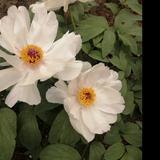 爱笑戴恩5J1头像