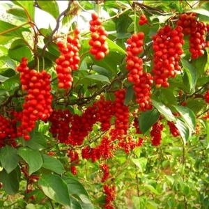 五味籽615615 头像