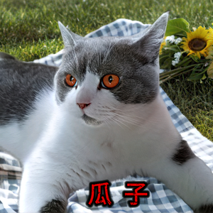 老杨的简单生活666头像