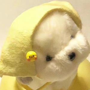 炸炸鱼丸子 头像