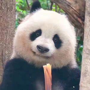 帅不过三天头像