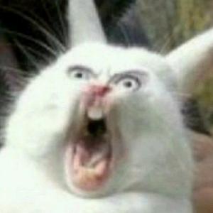 惊讶猫看动漫头像