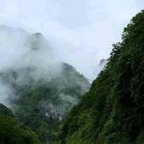 湖水旁飞翔的白鹭头像