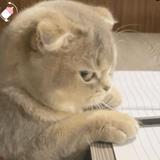 阿眉眉啊头像